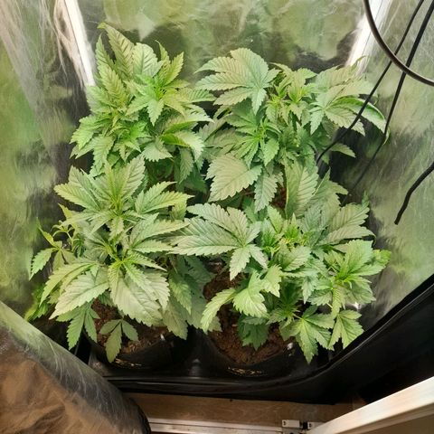 1st growth growlog timeline photo