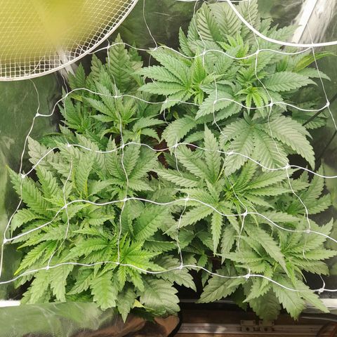 1st growth growlog timeline photo