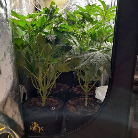 1st growth growlog photo: 2eme jour de floraison