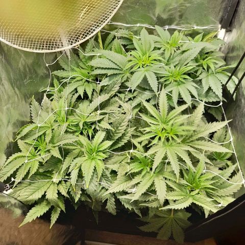 1st growth growlog timeline photo