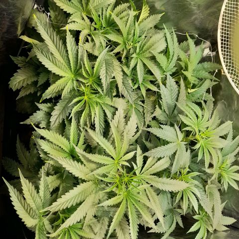 1st growth growlog photo: Pinch 
0.75L water/nutes
