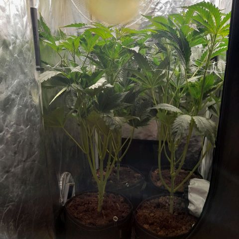 1st growth growlog photo: Pinch 
0.75L water/nutes
