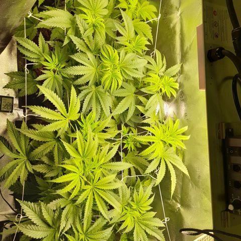 1st growth growlog photo: 0.75 water/nutes