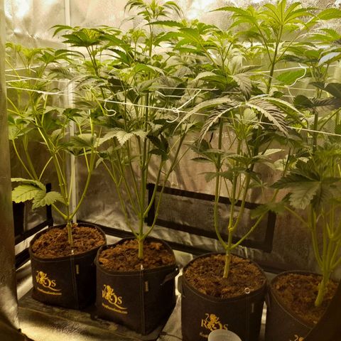 1st growth growlog timeline photo