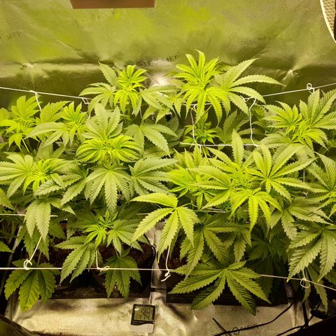 1st growth growlog timeline photo