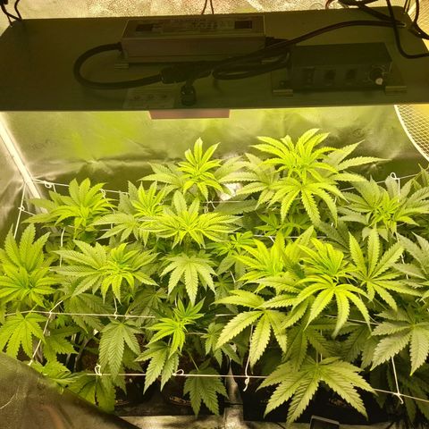 1st growth growlog timeline photo