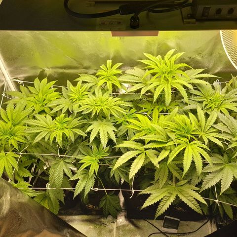 1st growth growlog timeline photo