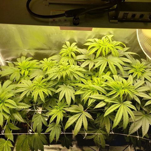 1st growth growlog timeline photo