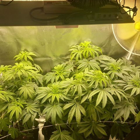 1st growth growlog photo: 0.75 water/nutes