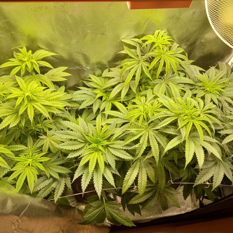 1st growth growlog timeline photo