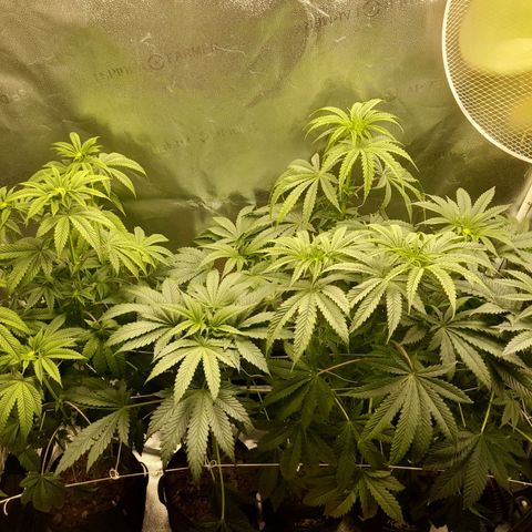 1st growth growlog timeline photo