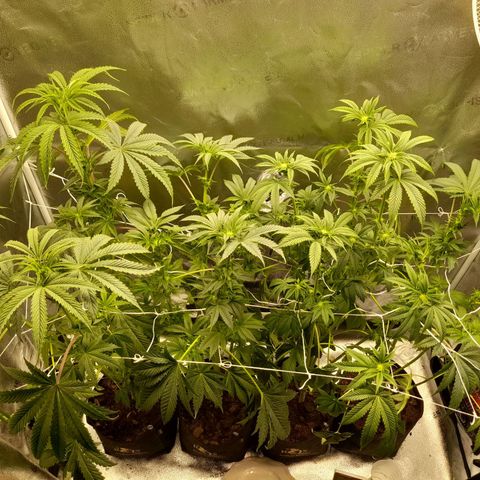 1st growth growlog timeline photo