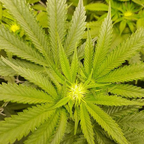 1st growth growlog timeline photo