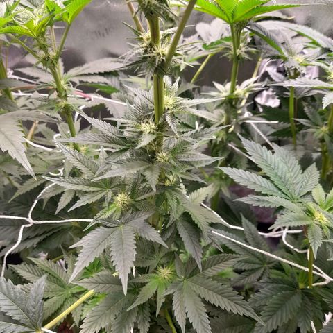 1st growth growlog timeline photo
