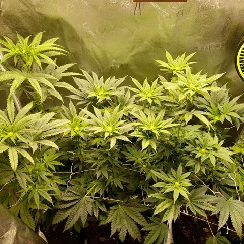 1st growth growlog timeline photo