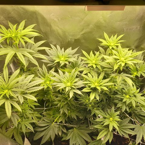 1st growth growlog timeline photo