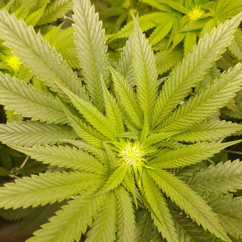 1st growth growlog timeline photo
