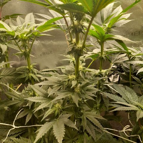 1st growth growlog timeline photo