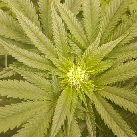 1st growth growlog timeline photo