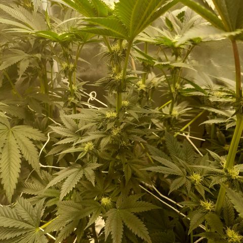 1st growth growlog timeline photo