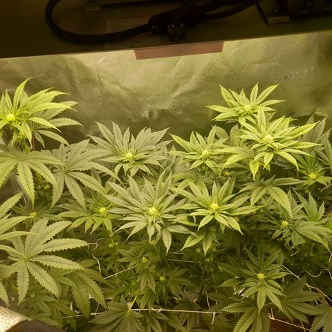 1st growth growlog timeline photo