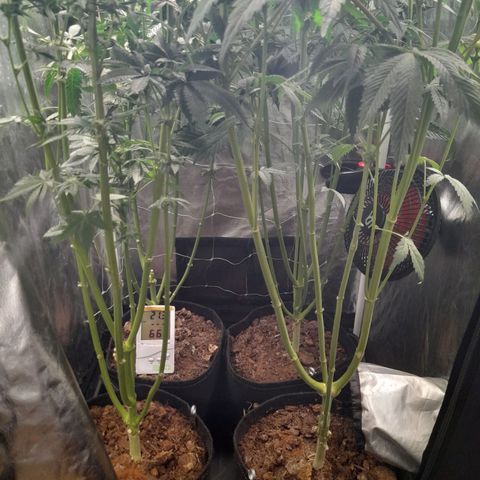 1st growth growlog timeline photo