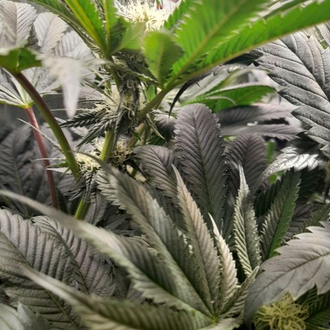 1st growth growlog timeline photo