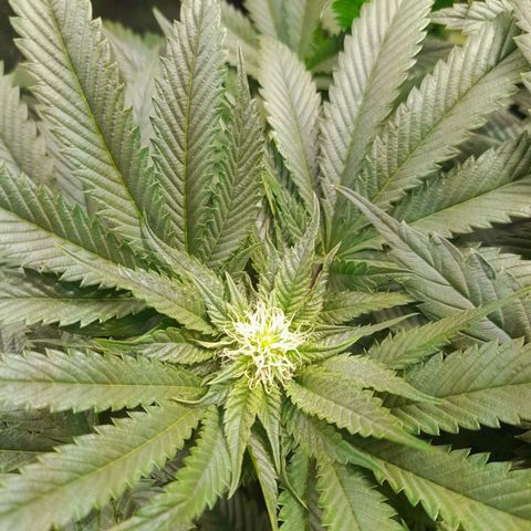 1st growth growlog timeline photo