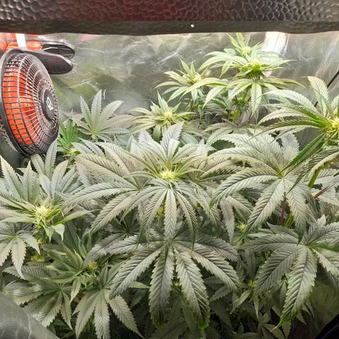 1st growth growlog timeline photo