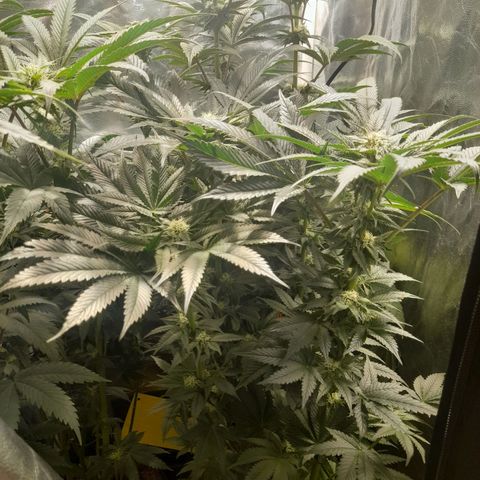 1st growth growlog timeline photo