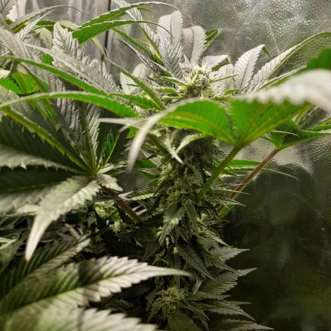 1st growth growlog timeline photo