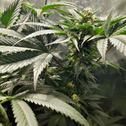 1st growth growlog timeline photo