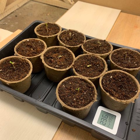 Afghan + growlog photo:  Inicio de la germinación en fibra de coco al 90%