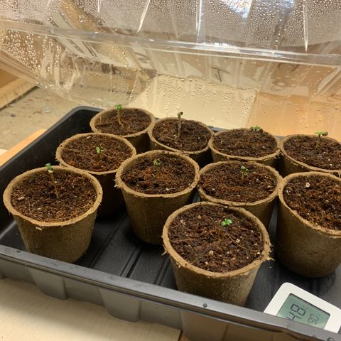 Afghan + growlog photo:  Seguimiento la germinación en fibra de coco y el ambiente húmedo en el domo 