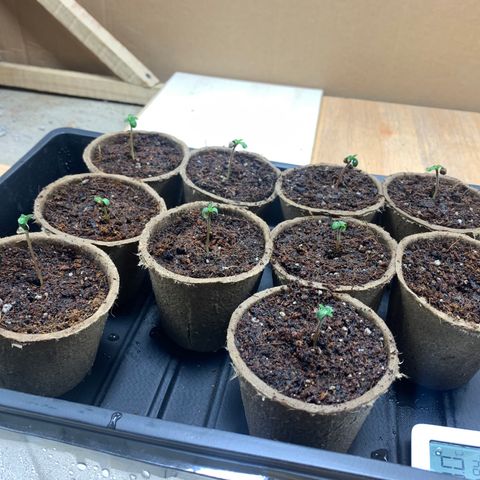 Afghan + growlog photo: Seguimiento germinación 90%