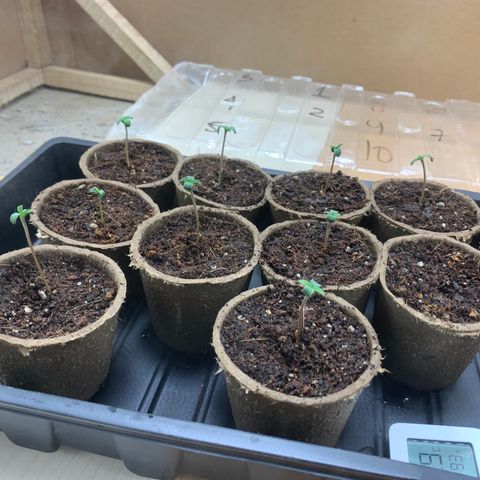 Afghan + growlog photo:  Germinación del 90% 
