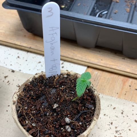Afghan + growlog timeline photo