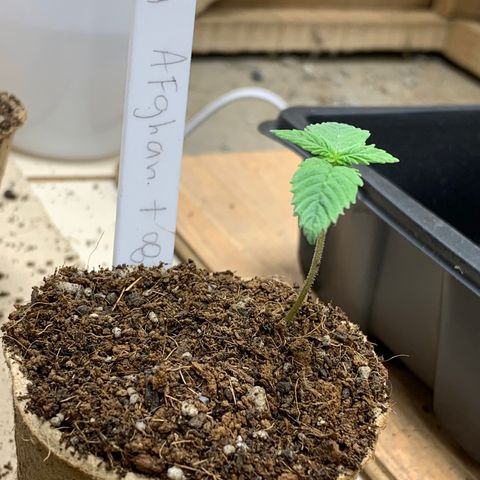 Afghan + growlog timeline photo