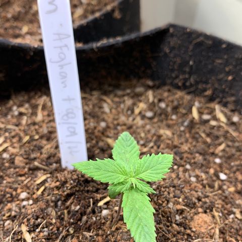 Afghan + growlog timeline photo
