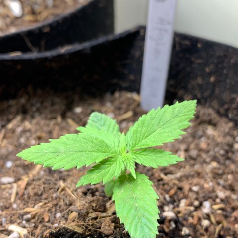 Afghan + growlog timeline photo