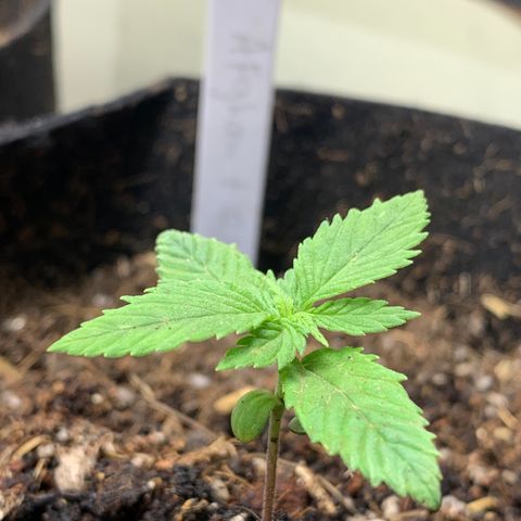 Afghan + growlog timeline photo