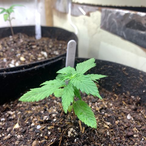 Afghan + growlog timeline photo