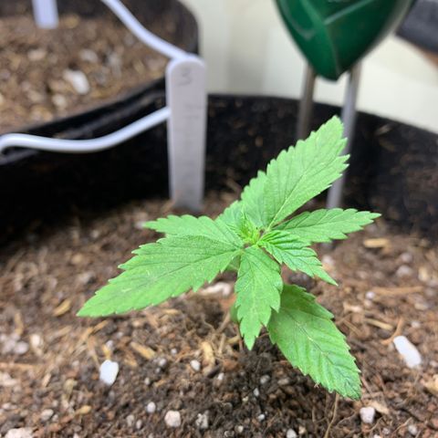 Afghan + growlog timeline photo