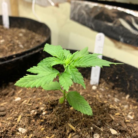 Afghan + growlog timeline photo