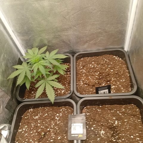 Gorilla Zkittlez growlog timeline photo