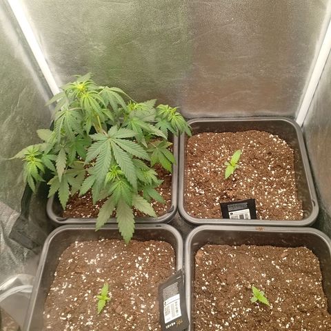 Gorilla Zkittlez growlog timeline photo