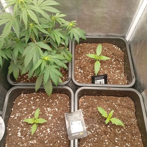 Gorilla Zkittlez growlog timeline photo