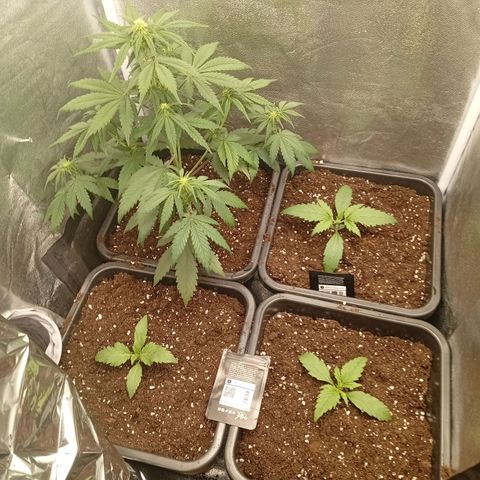 Gorilla Zkittlez growlog timeline photo