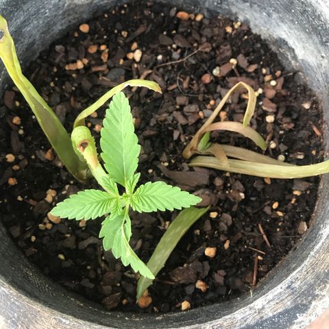 Jupiter OG Kush growlog timeline photo