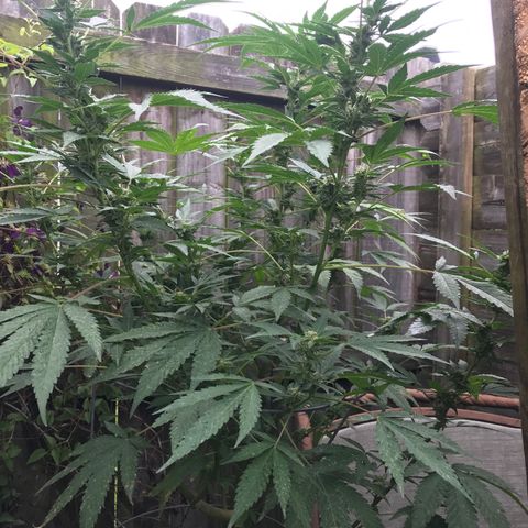 Jupiter OG Kush growlog timeline photo